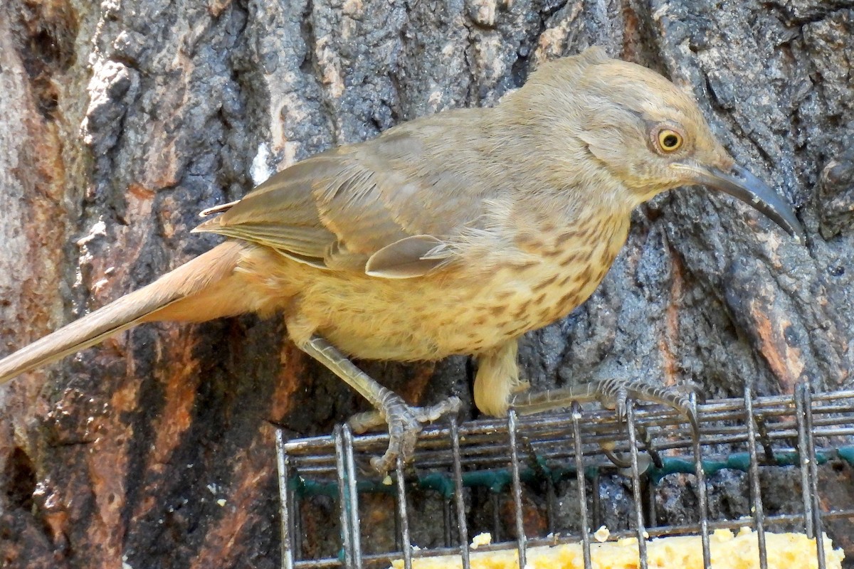 Curve-billed Thrasher - ML622494021