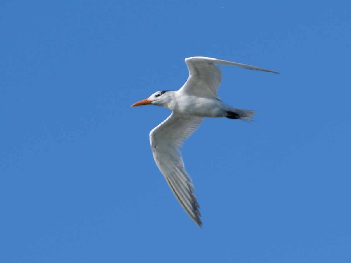 Royal Tern - ML622494023