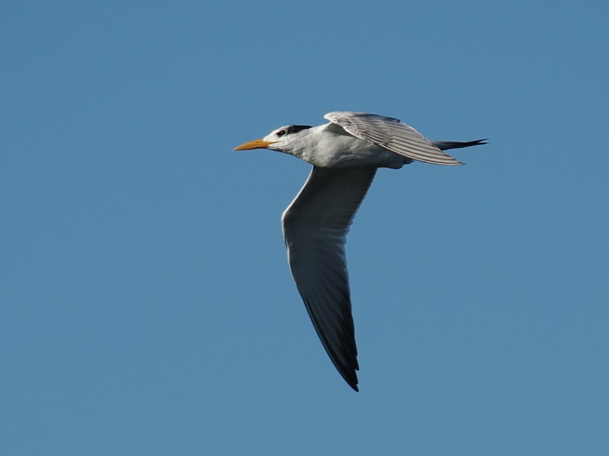 Royal Tern - ML622494024