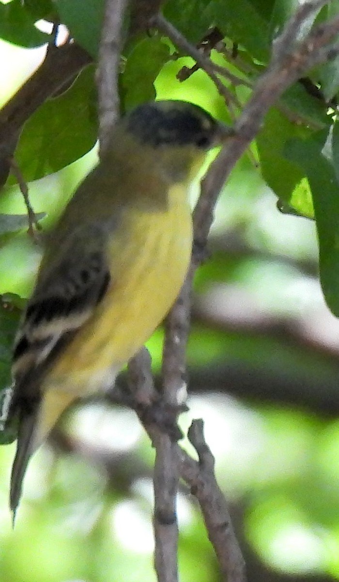 Lesser Goldfinch - ML622494035