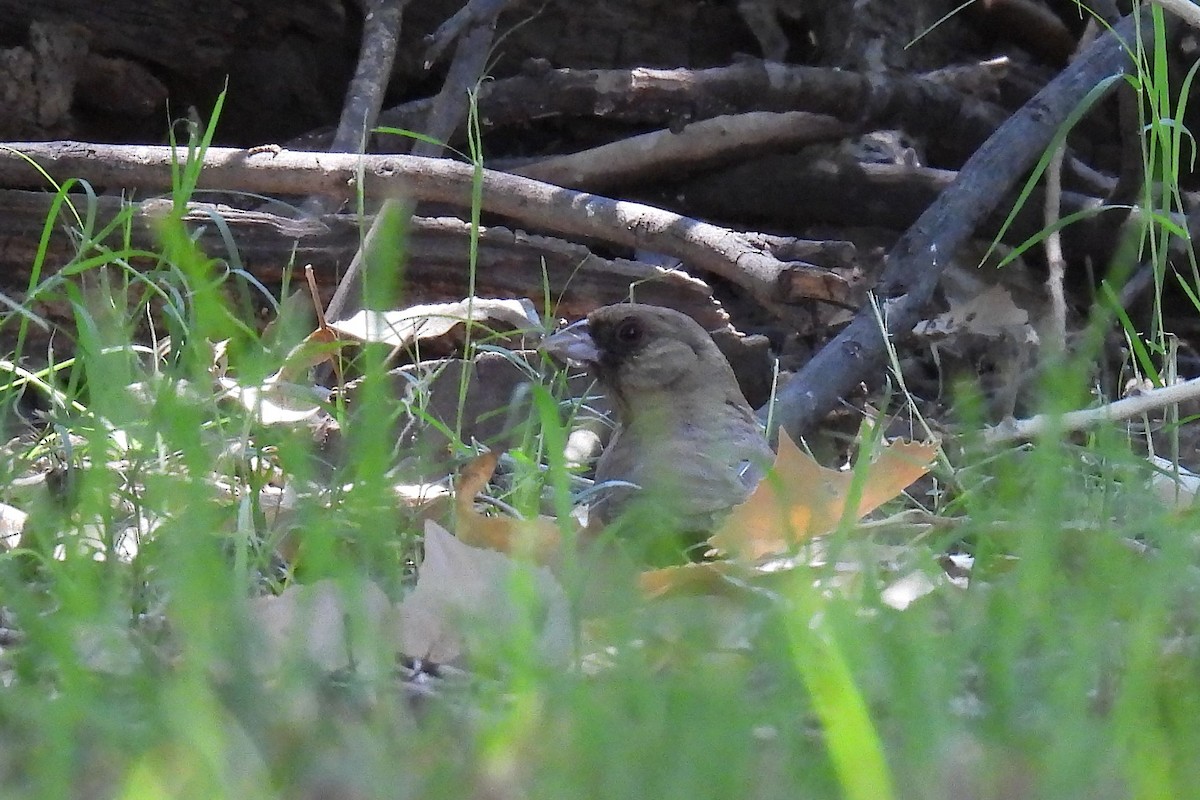 Abert's Towhee - ML622494039