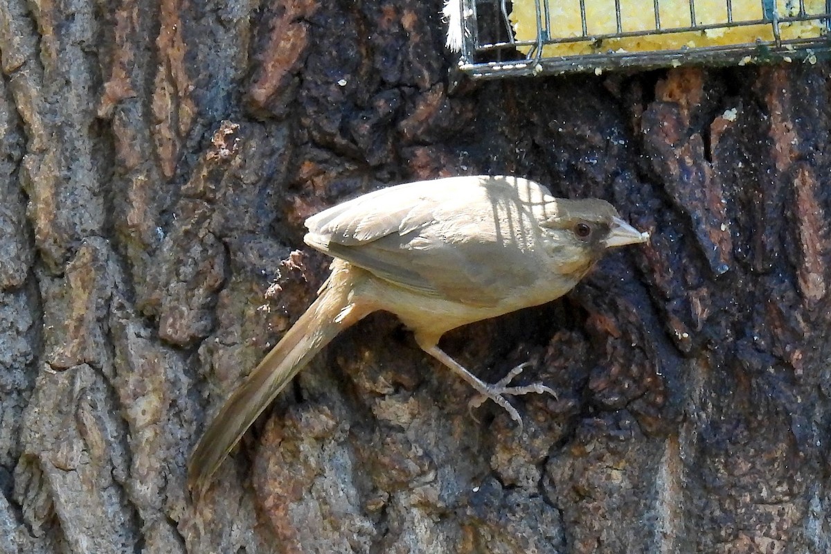 Abert's Towhee - ML622494040