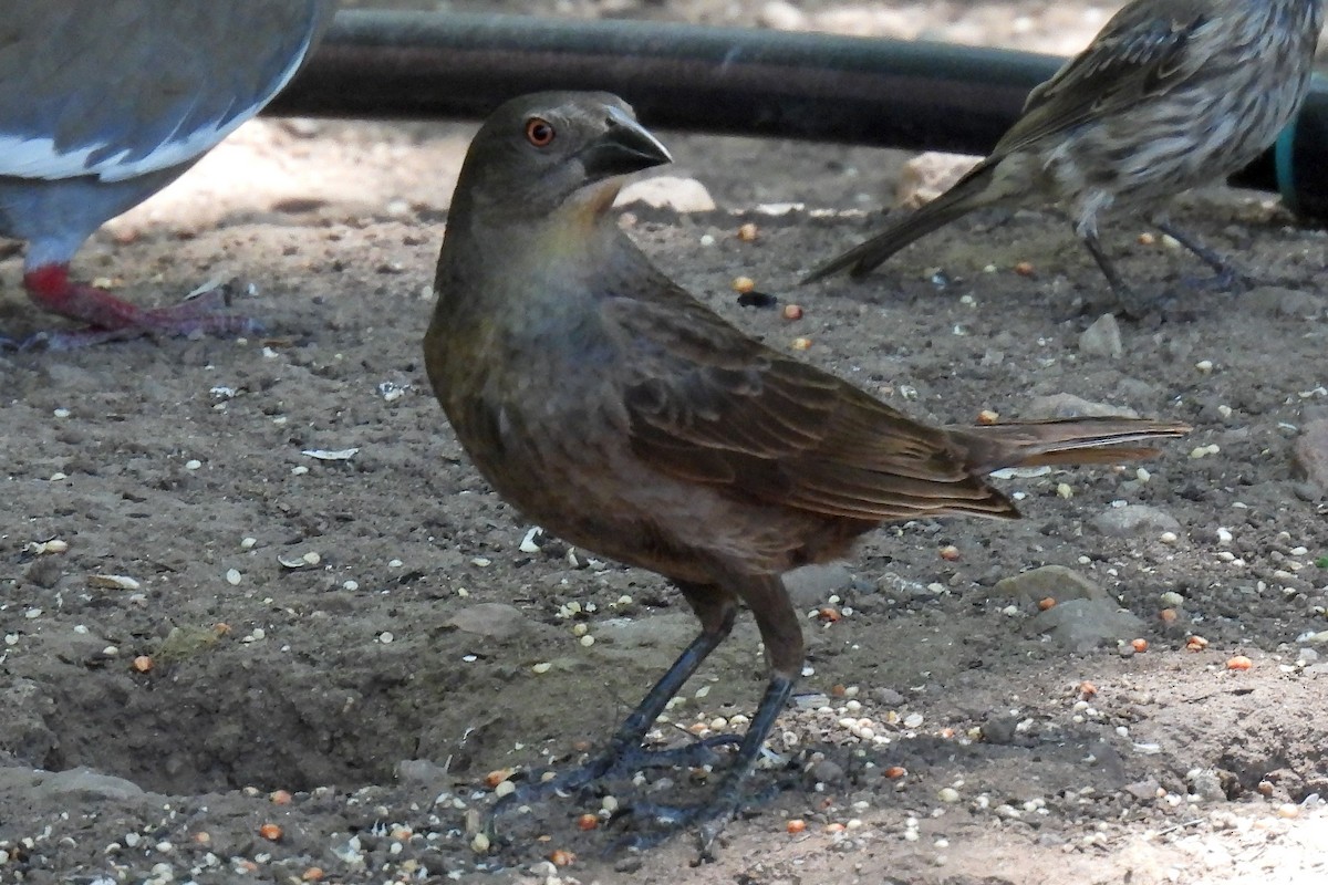 Bronzed Cowbird - ML622494048