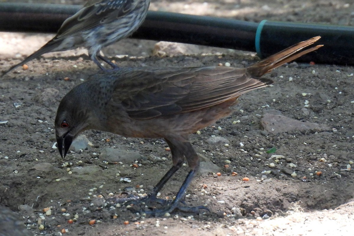 Bronzed Cowbird - ML622494049