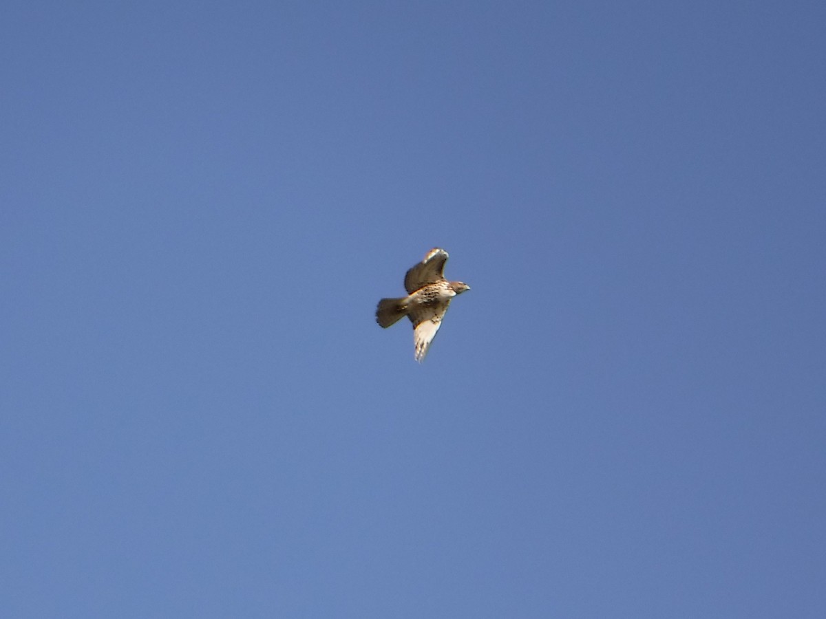 Red-tailed Hawk - ML622494050