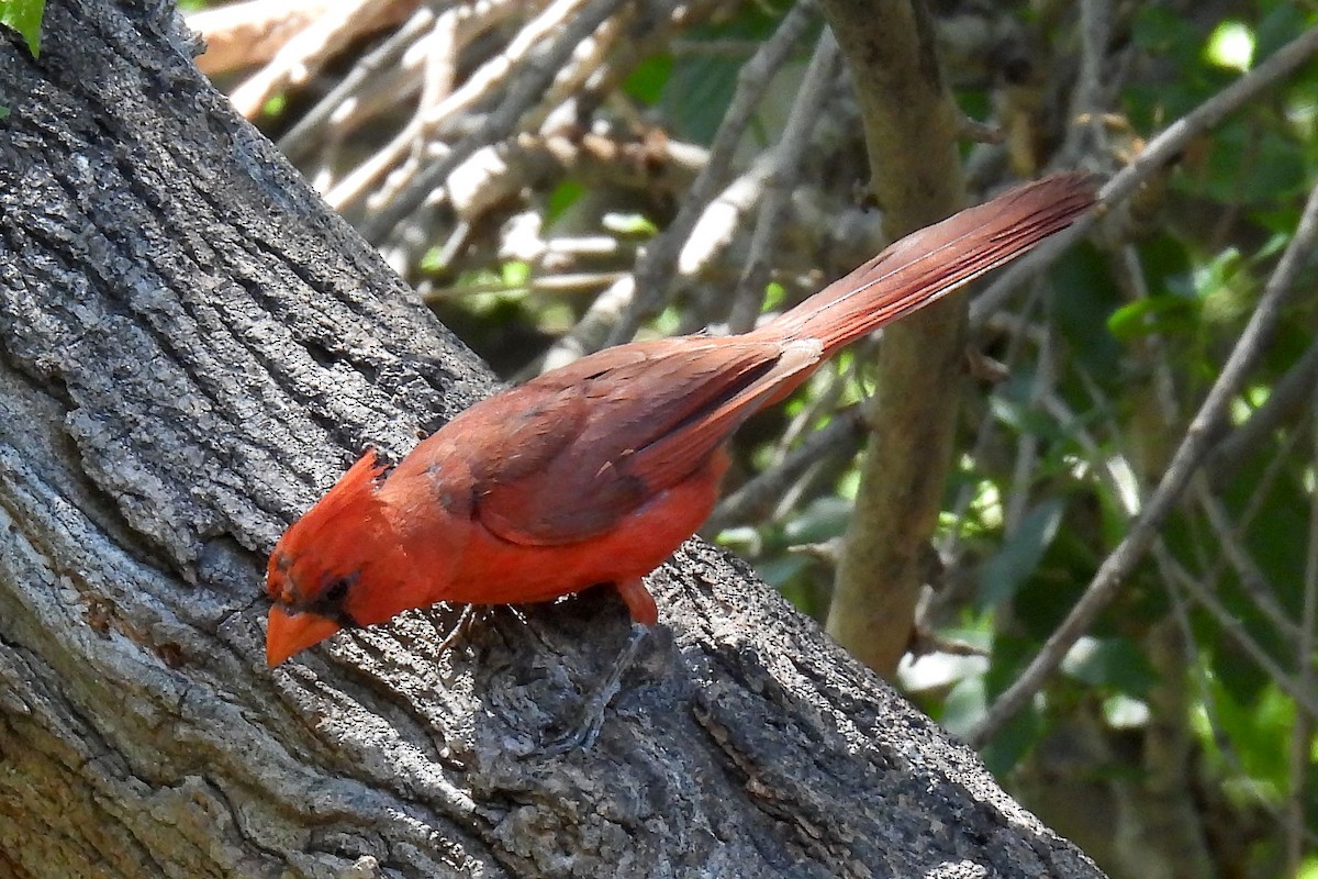 Northern Cardinal - ML622494054