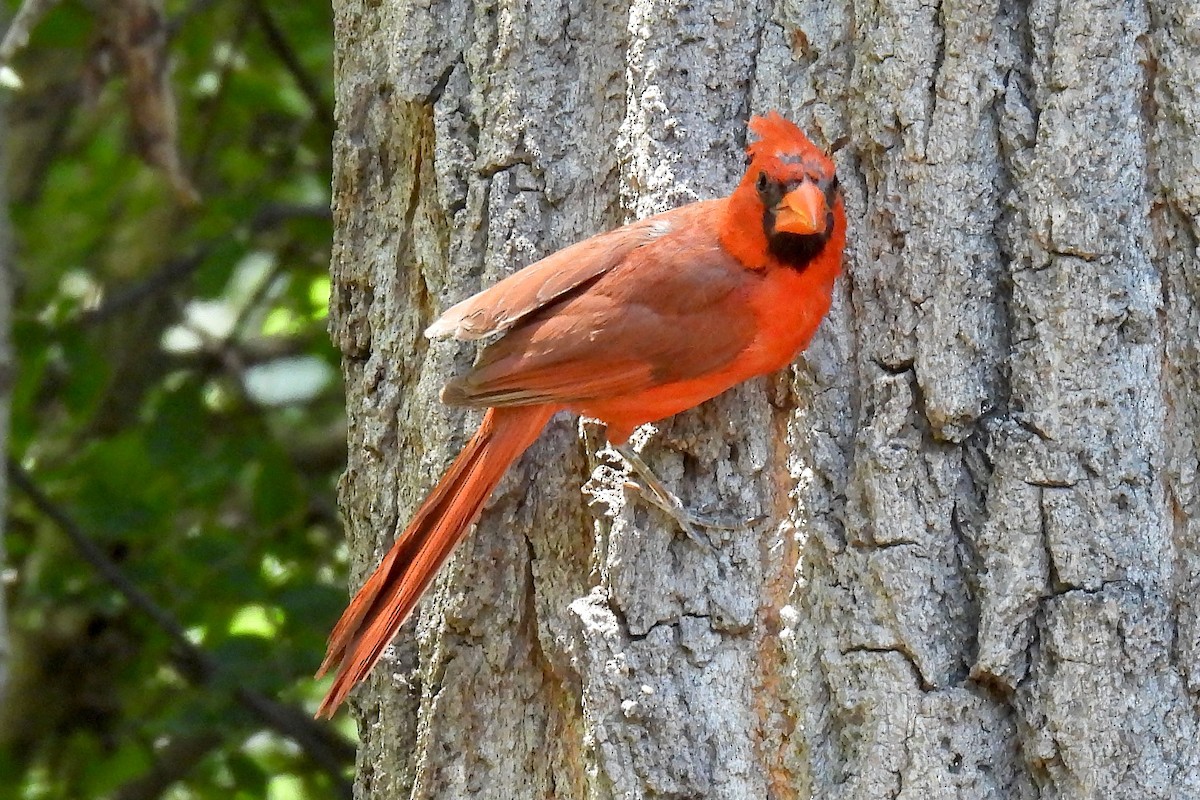 Northern Cardinal - ML622494055