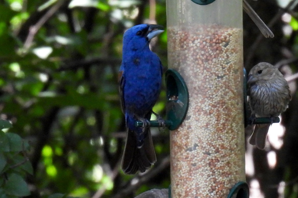 Blue Grosbeak - ML622494056