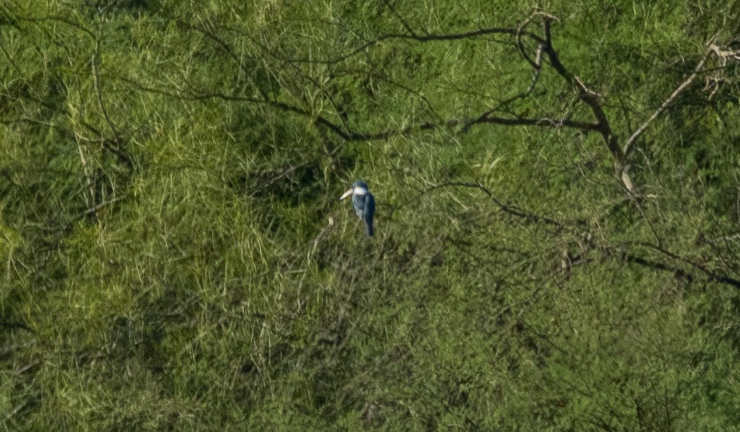 Ringed Kingfisher - ML622494077