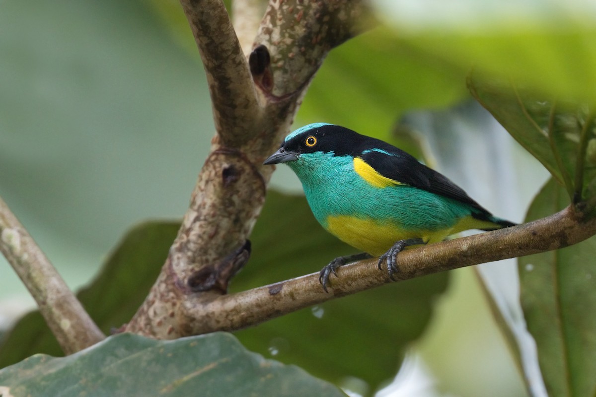 Yellow-tufted Dacnis - Michel Gutierrez