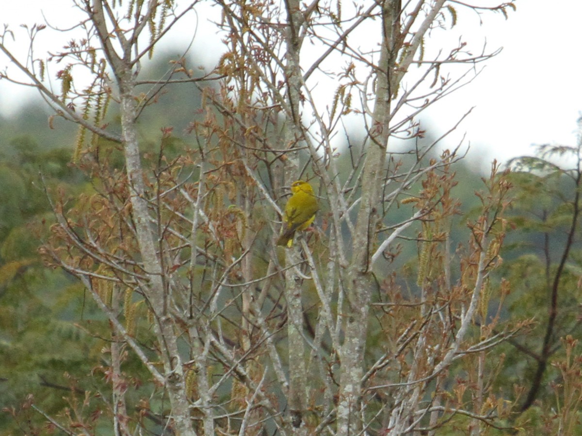 Slender-billed Oriole - ML622494116