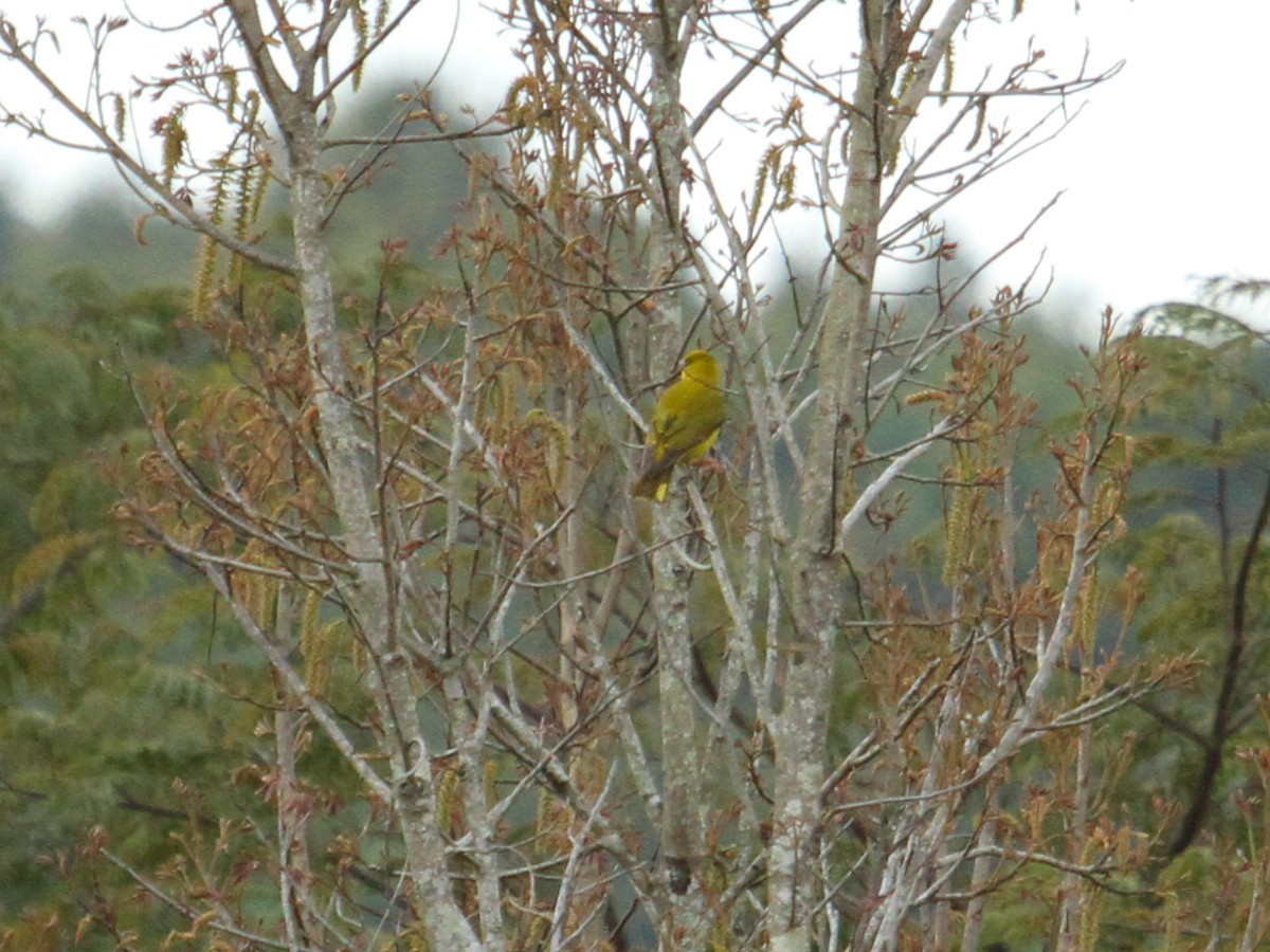 Slender-billed Oriole - ML622494118