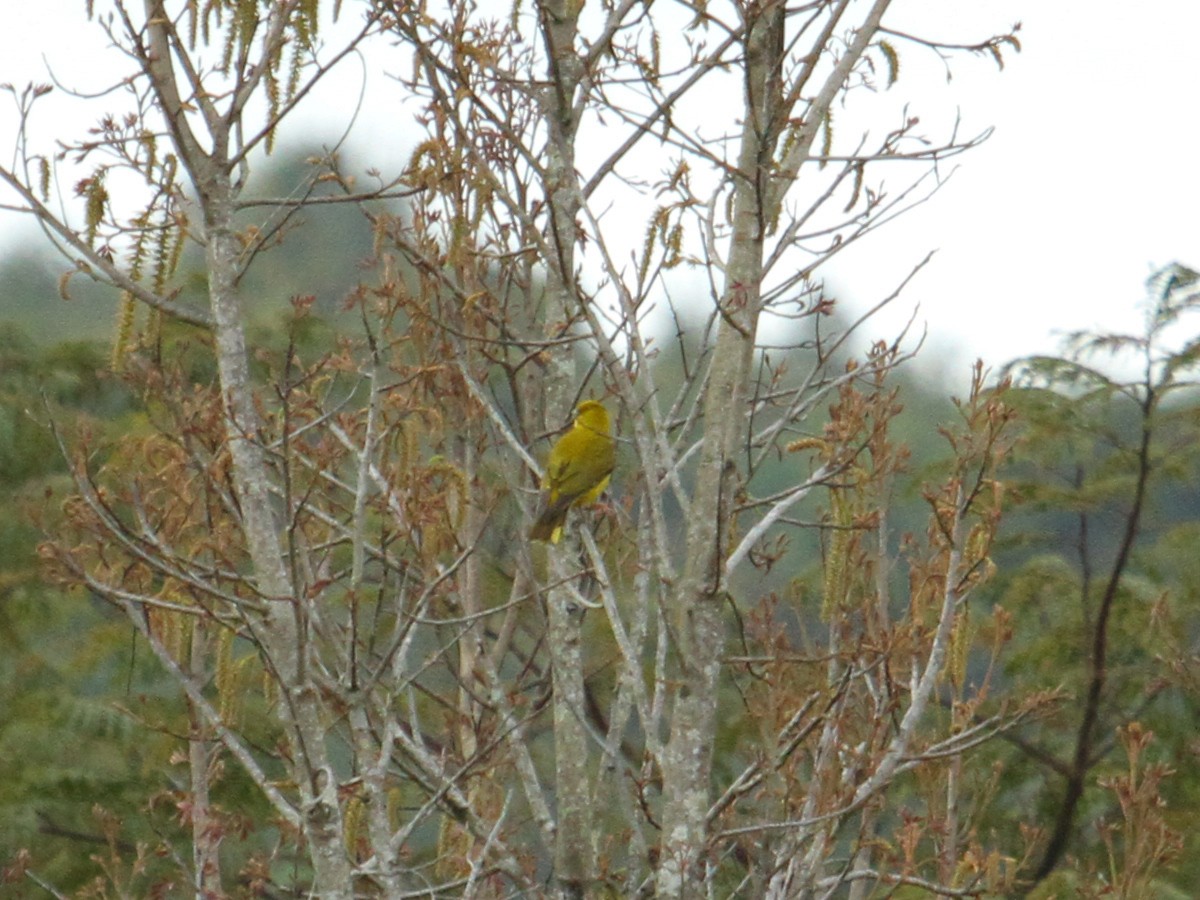 Slender-billed Oriole - ML622494124