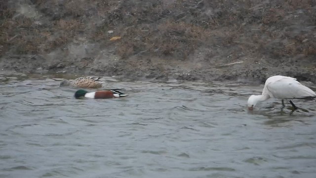 Northern Shoveler - ML622494180