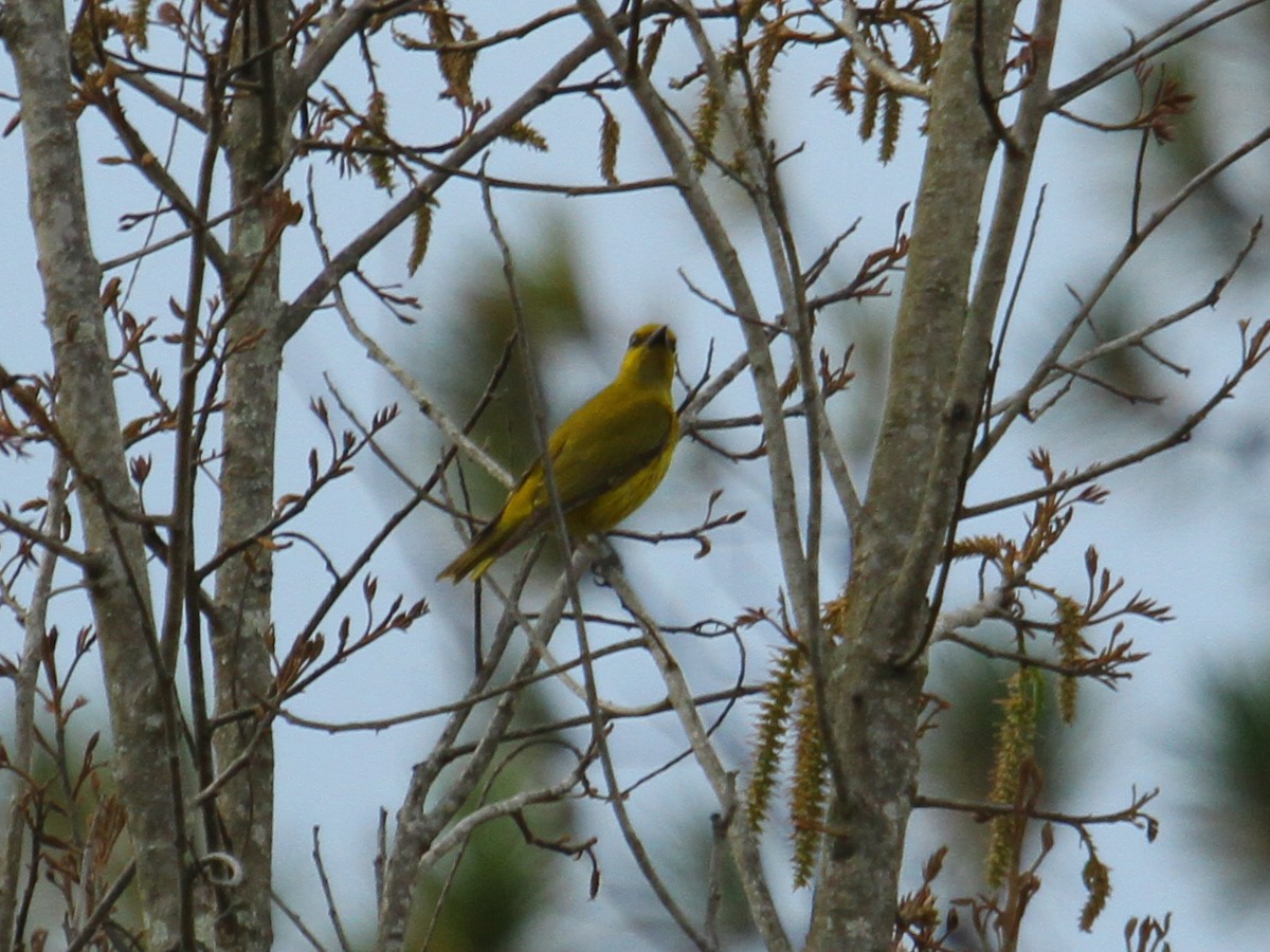 Slender-billed Oriole - ML622494284