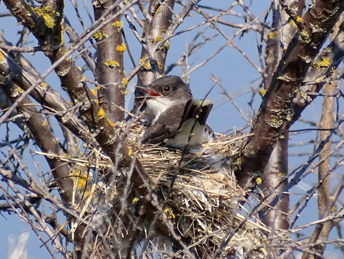 Eastern Kingbird - ML622494294