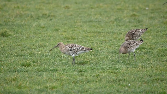 Eurasian Curlew - ML622494444