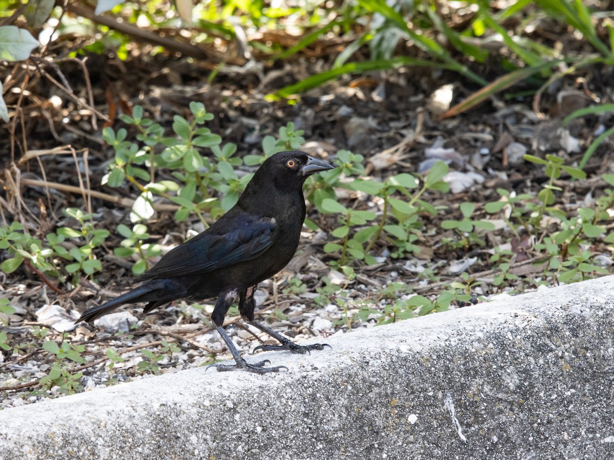 Bronzed Cowbird - ML622494476