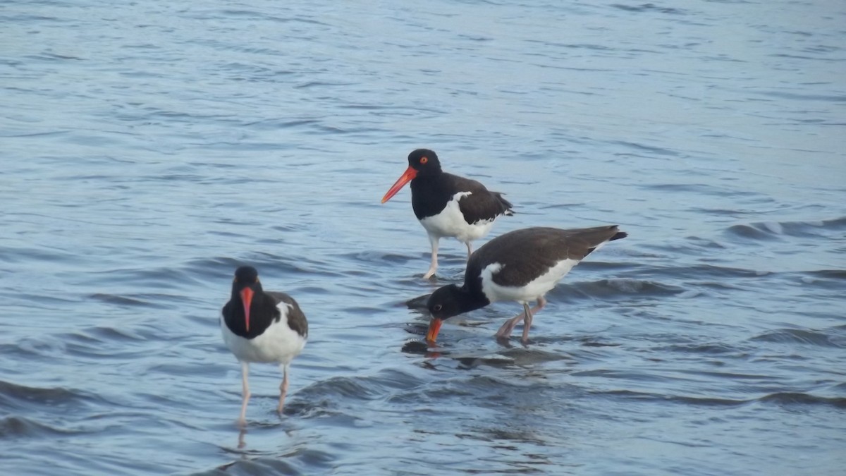 American Oystercatcher - ML622494517