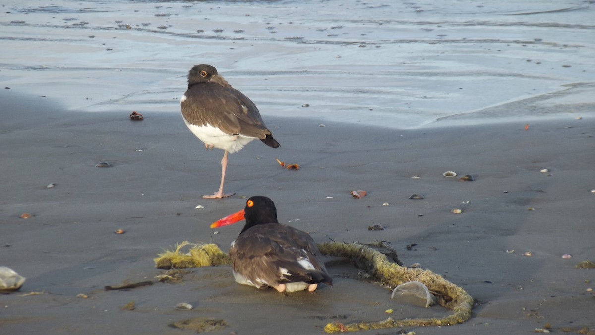 American Oystercatcher - ML622494520