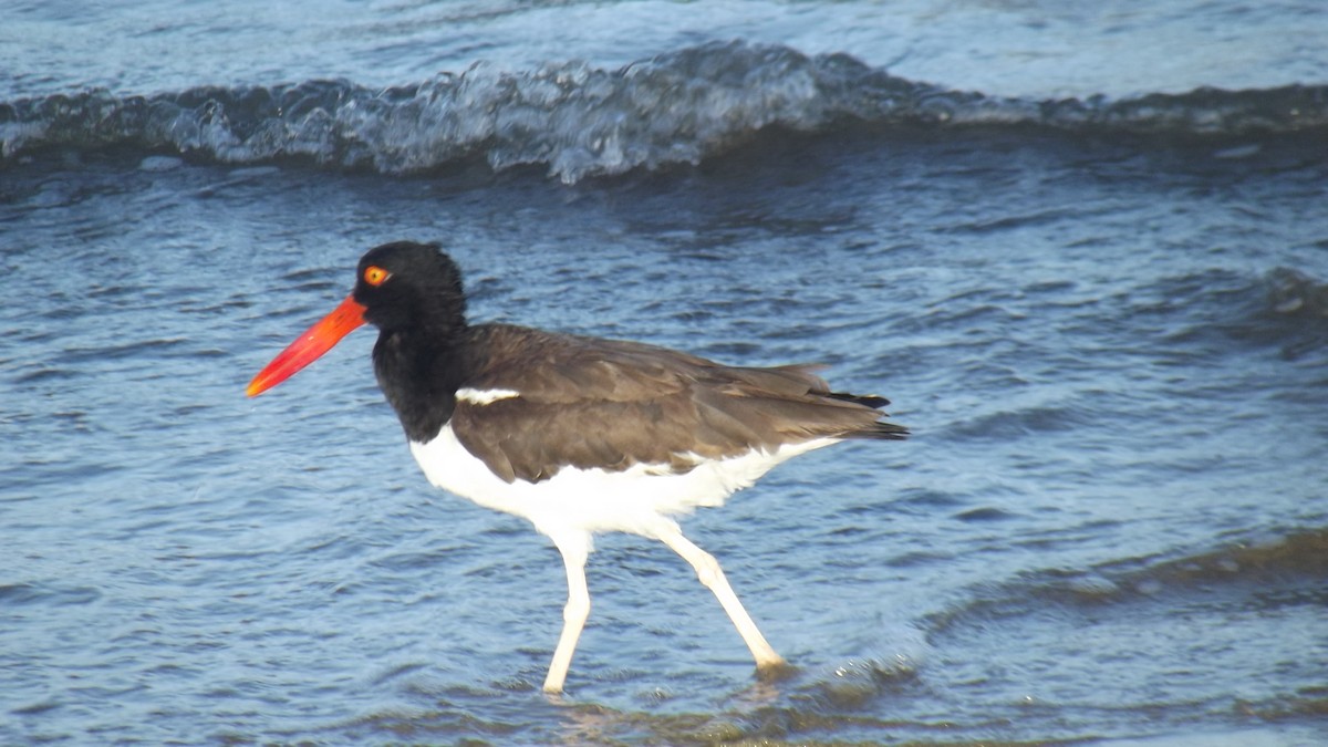 American Oystercatcher - Nohelys Diaz