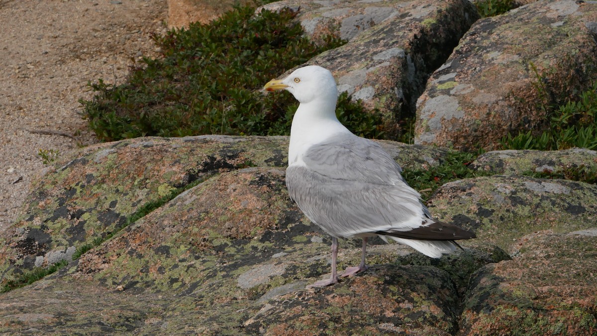American Herring Gull - ML622494641