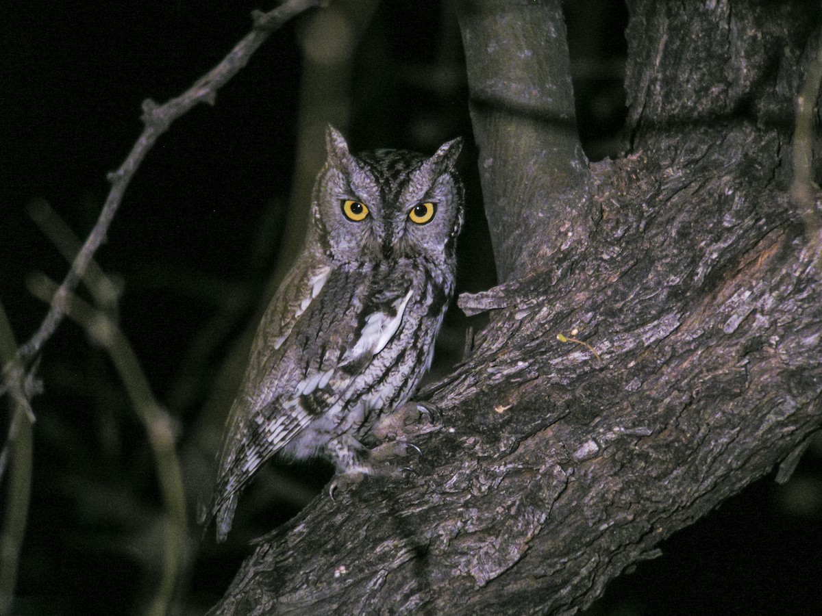 Western Screech-Owl - ML622494689