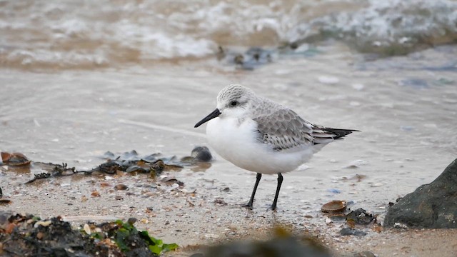 Bécasseau sanderling - ML622494752