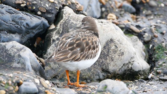 Ruddy Turnstone - ML622494753