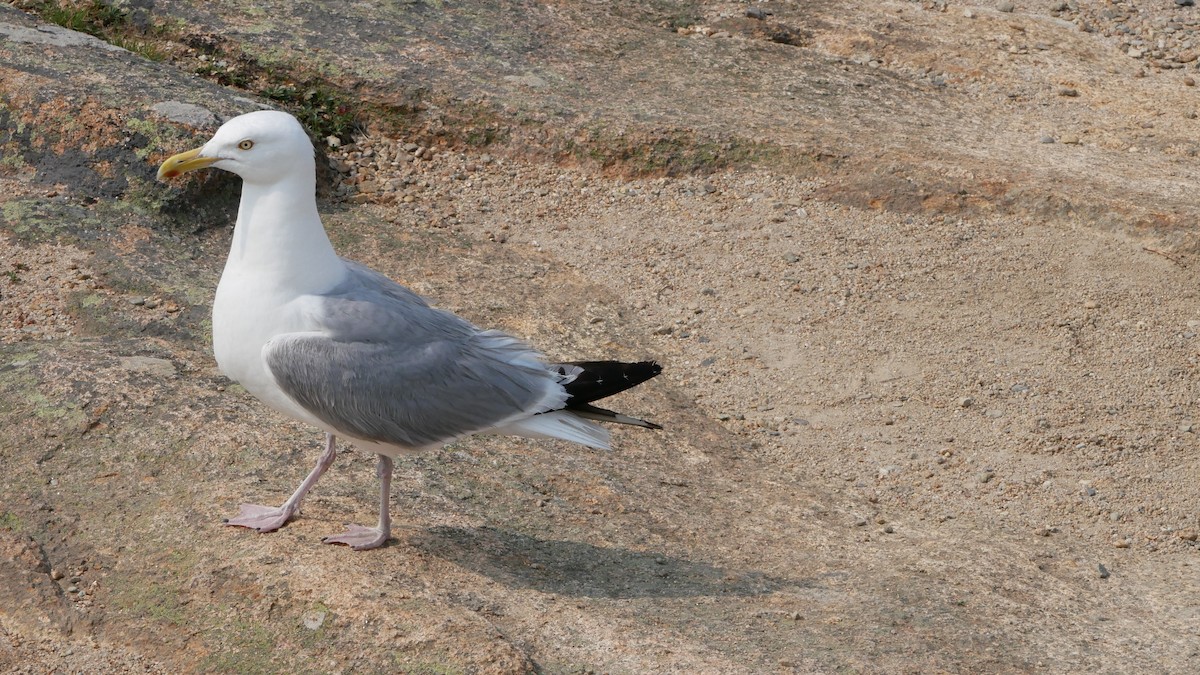 American Herring Gull - ML622494815