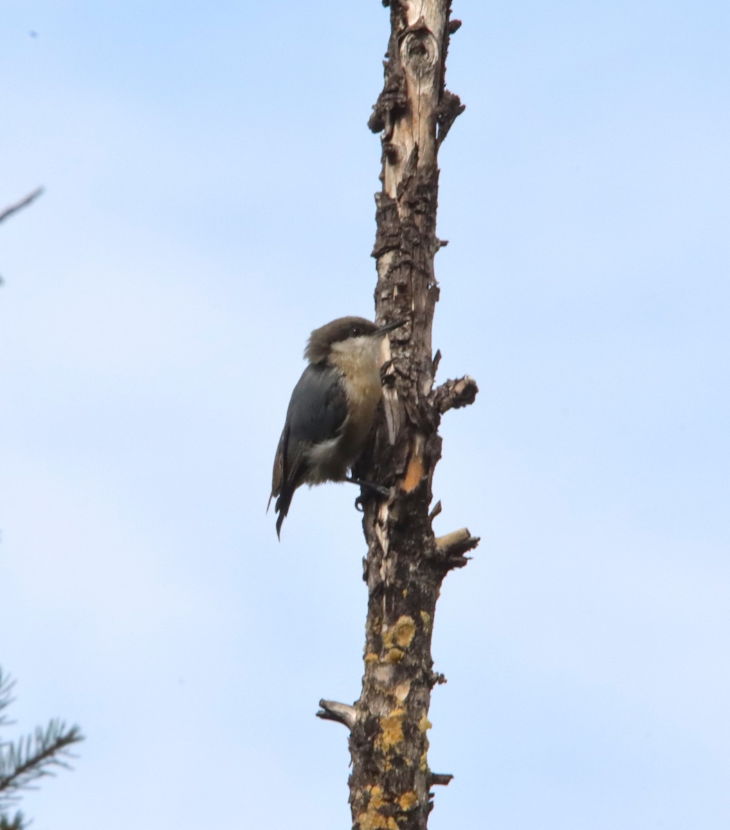 pygméspettmeis - ML622494827