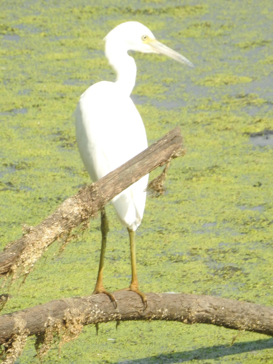 Little Blue Heron - ML622494844