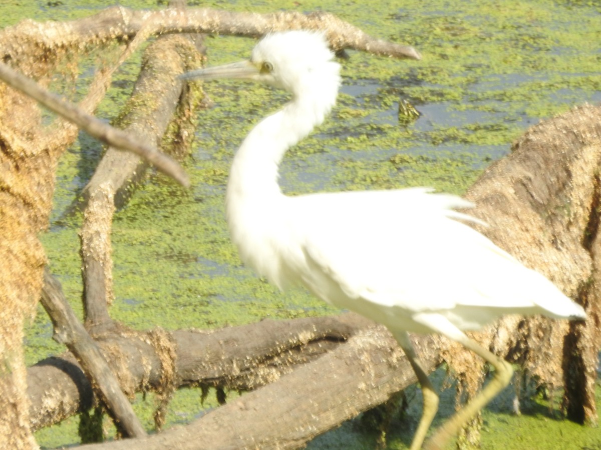 Little Blue Heron - ML622494845