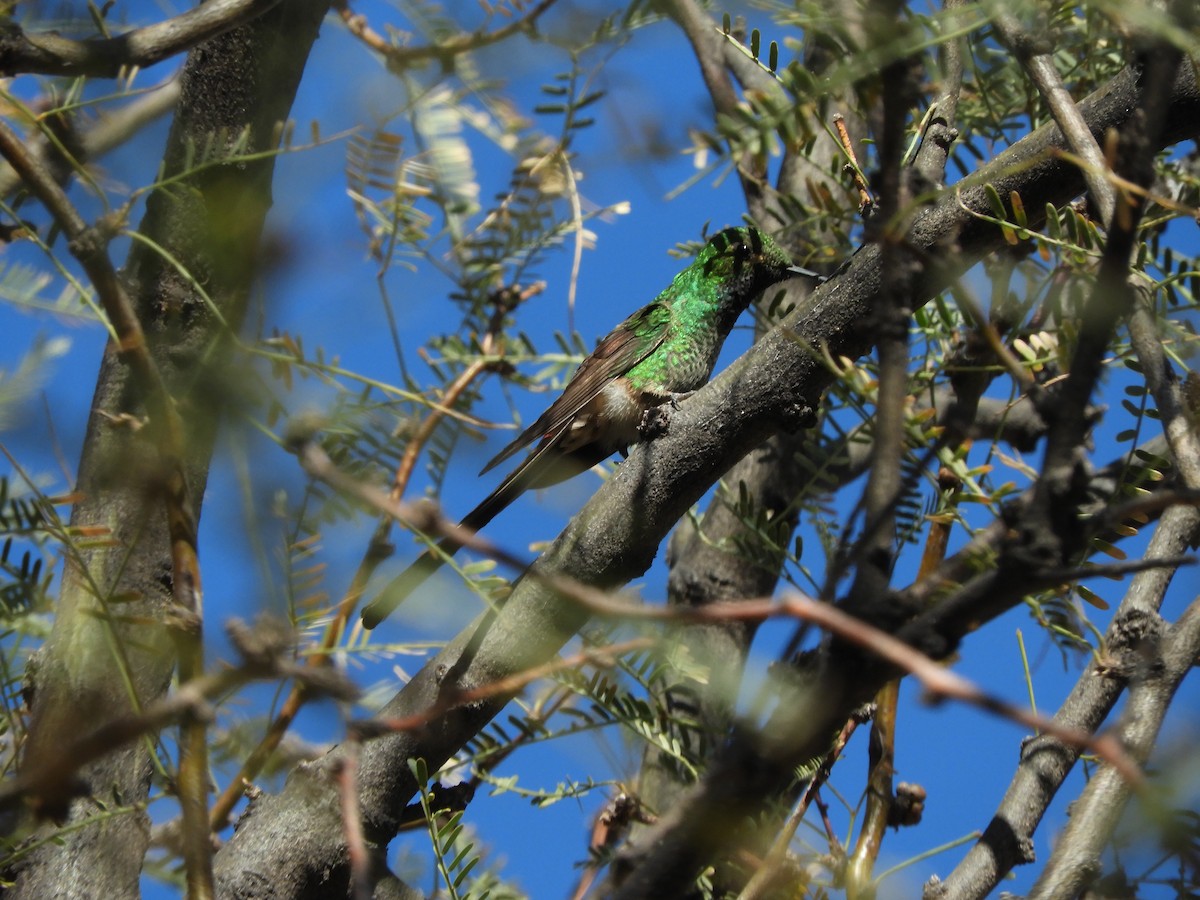 Red-tailed Comet - ML622494852