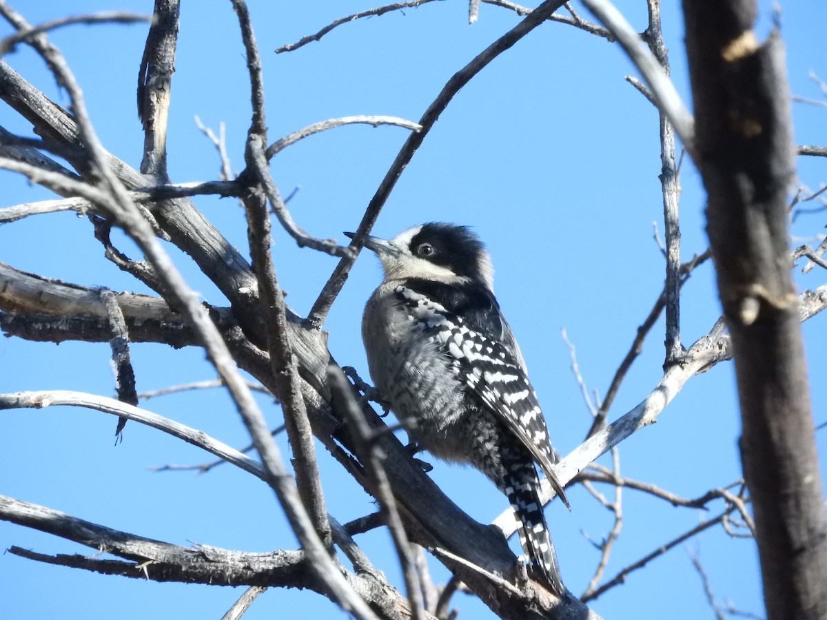 White-fronted Woodpecker - ML622494875