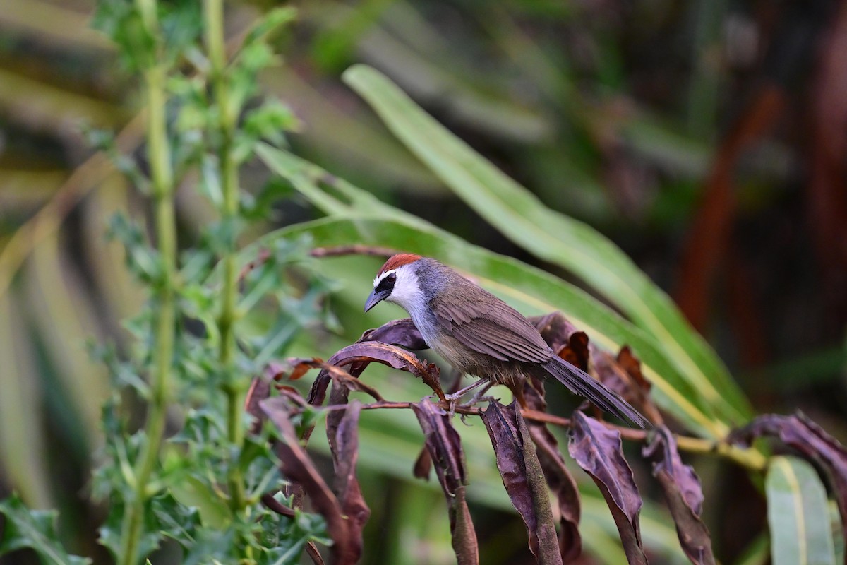 Chestnut-capped Babbler - ML622494888