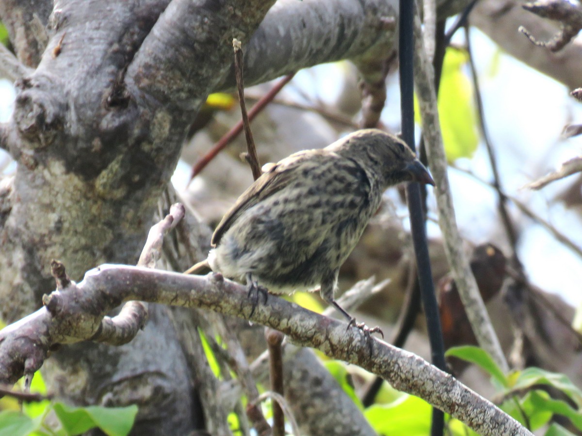 Common Cactus-Finch - ML622494896