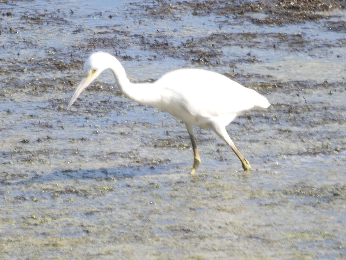 Little Blue Heron - ML622494925