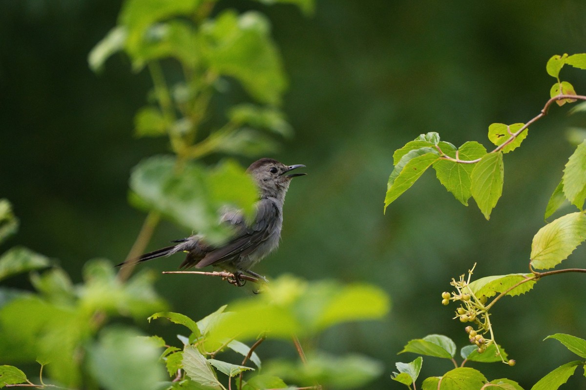 Gray Catbird - ML622494956