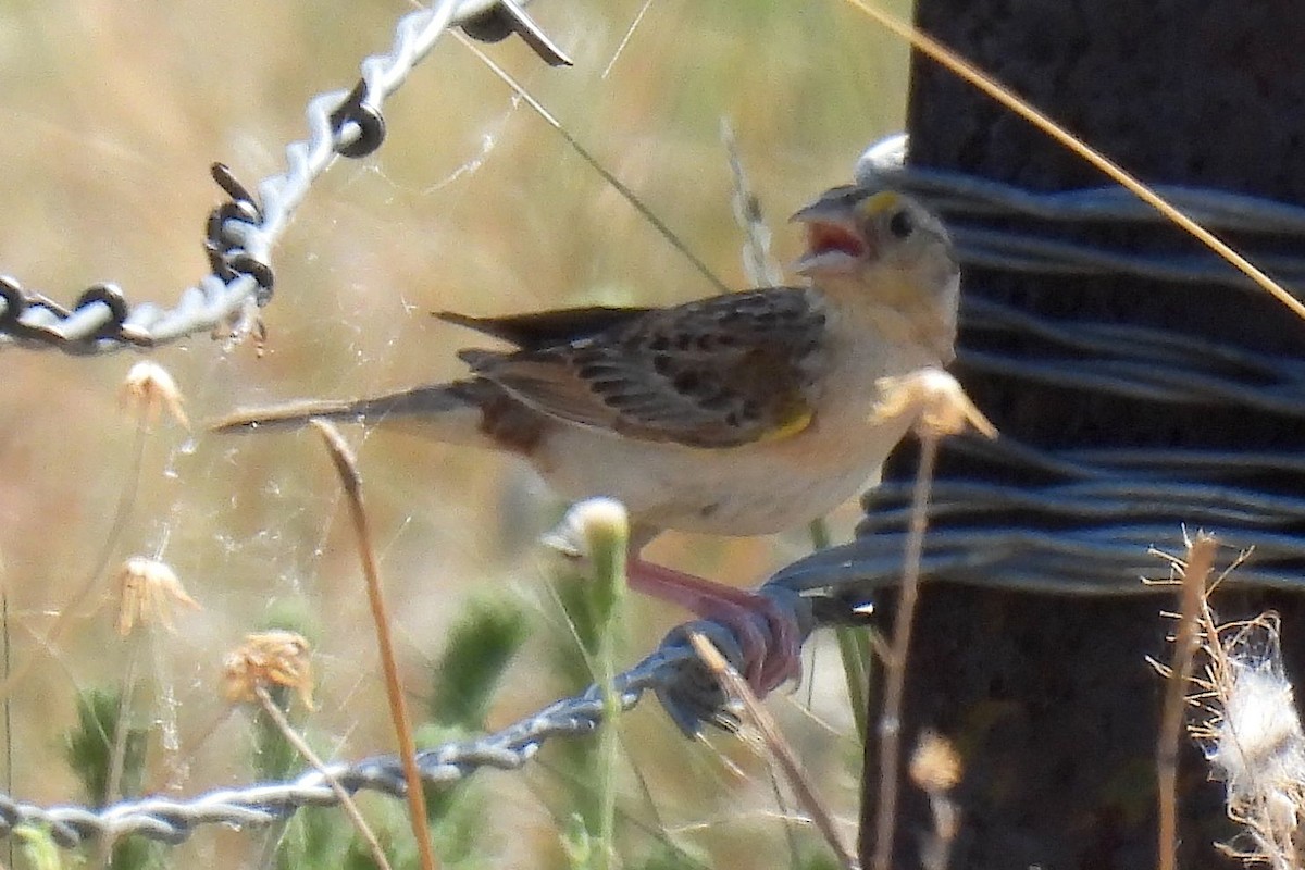 Grasshopper Sparrow - ML622494965