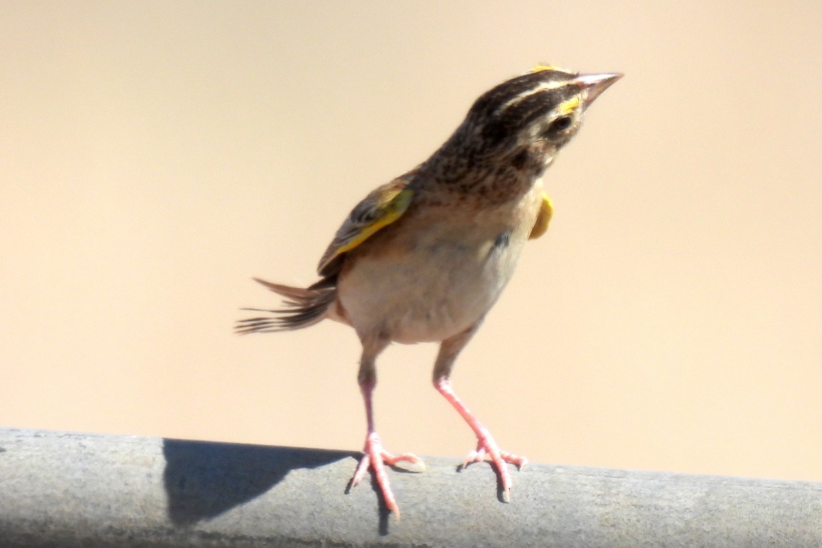 Grasshopper Sparrow - ML622494966