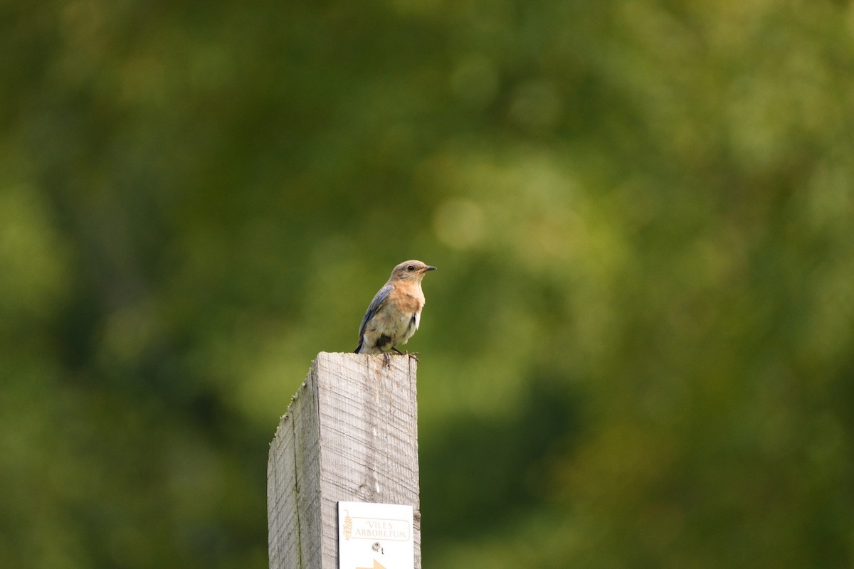 Eastern Bluebird - ML622494975