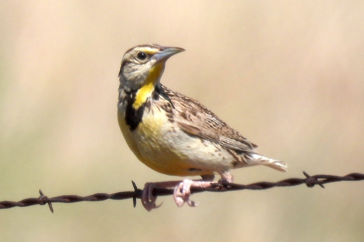 Chihuahuan Meadowlark - ML622494976