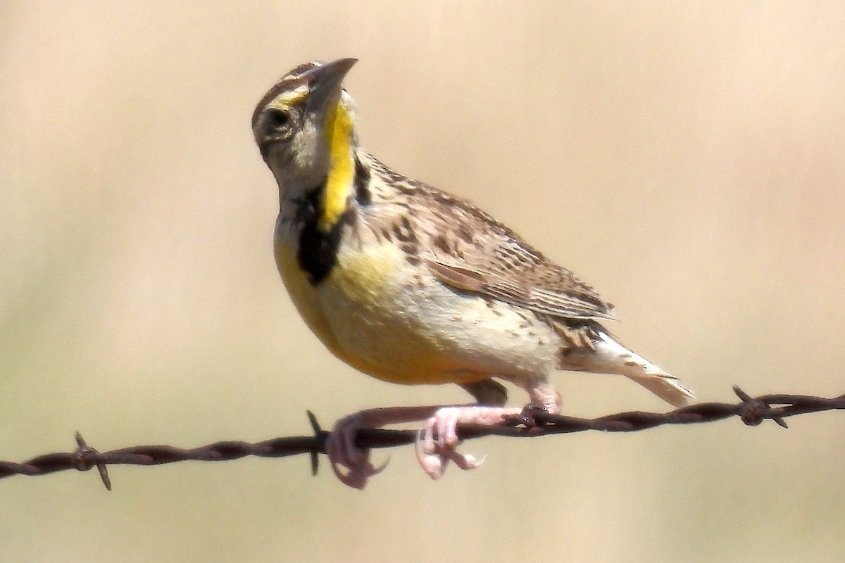 Chihuahuan Meadowlark - ML622494977