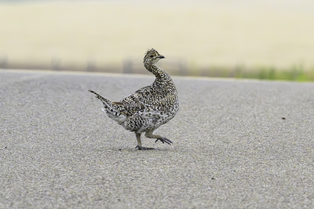 Sharp-tailed Grouse - ML622494981