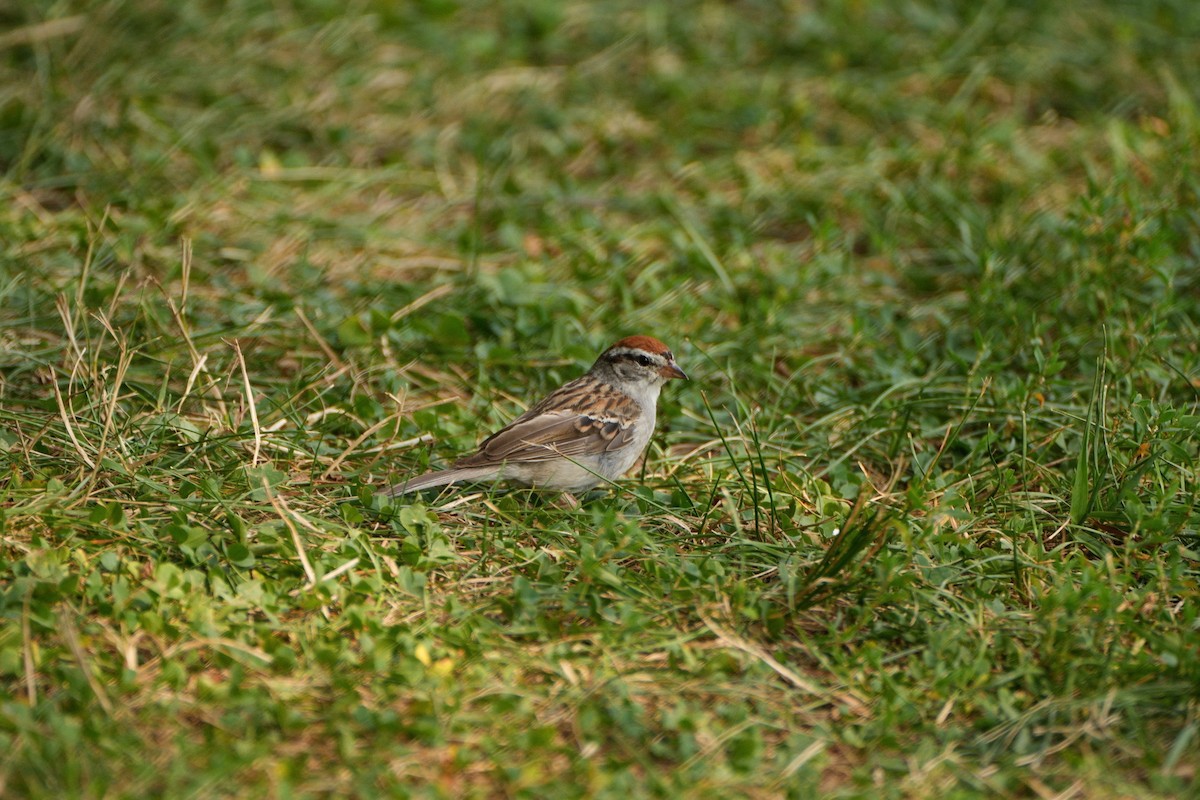 Chipping Sparrow - ML622494990