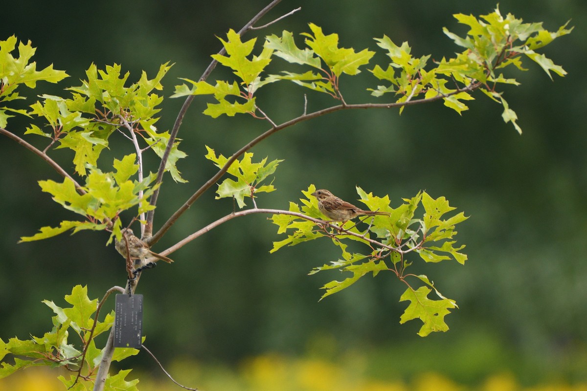 Song Sparrow - ML622495023