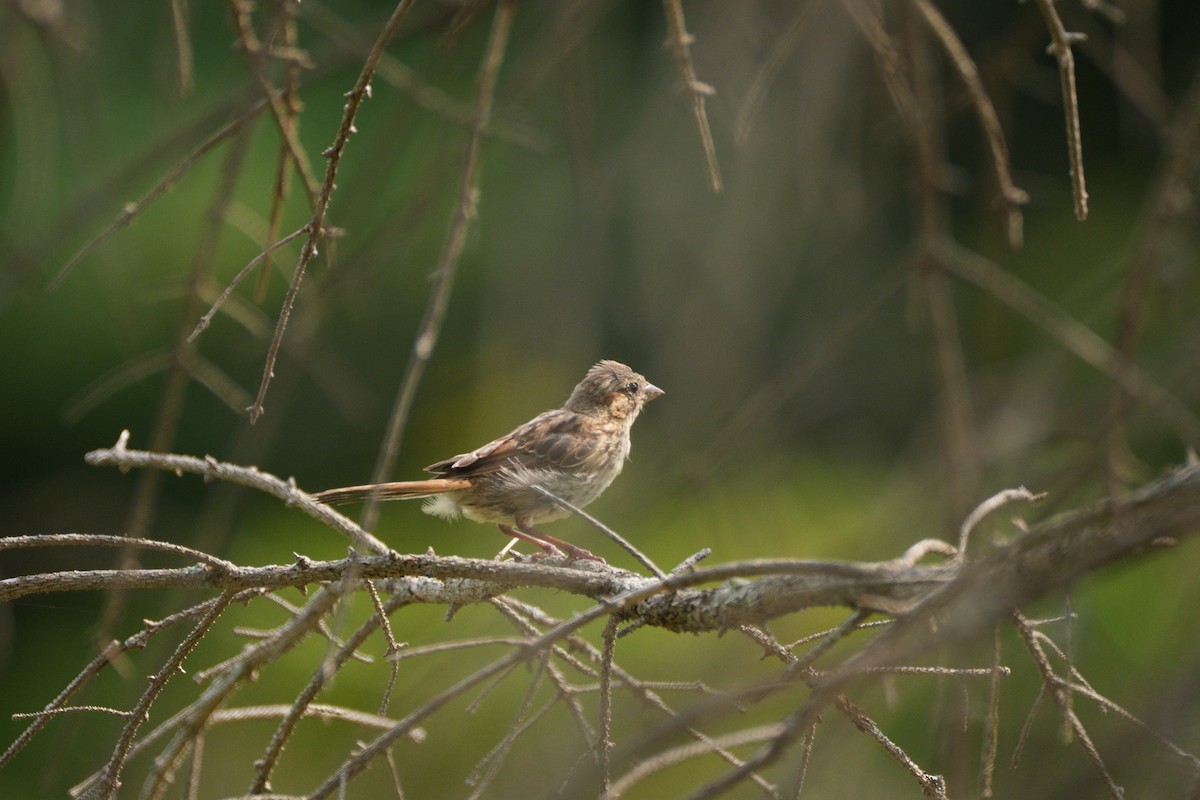 Song Sparrow - Alexander Yan