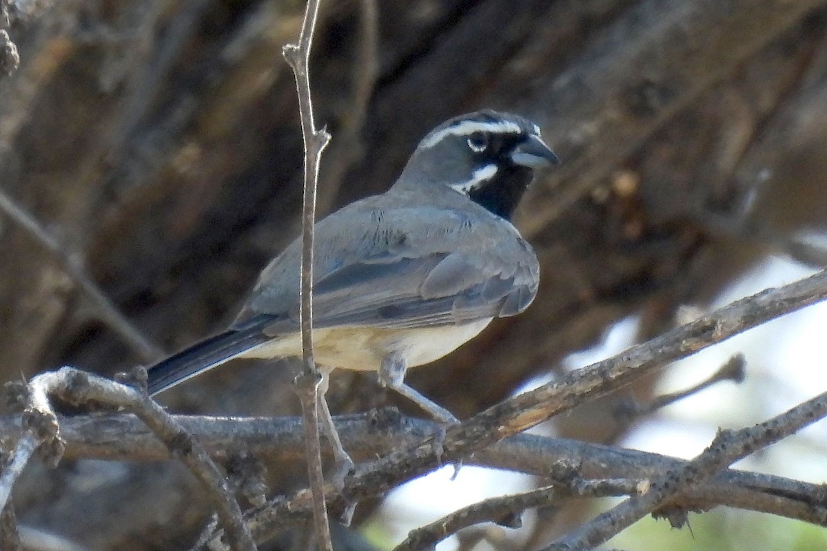 Black-throated Sparrow - ML622495041