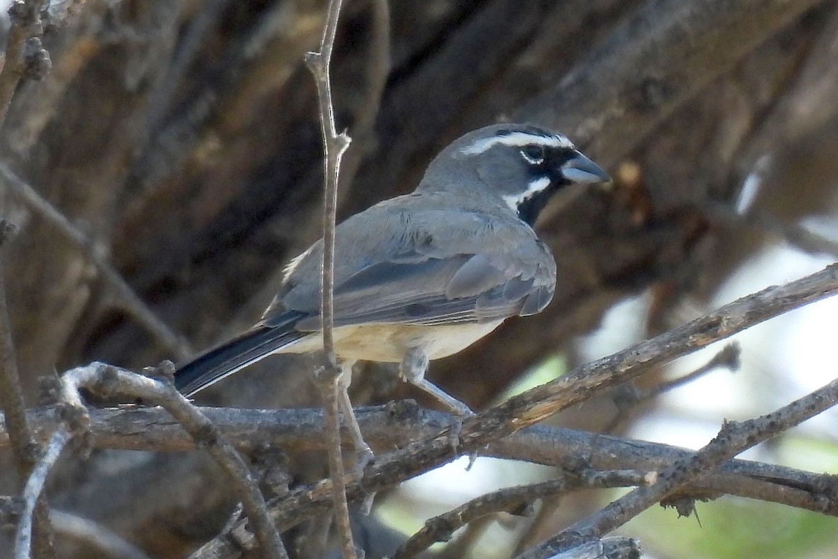 Black-throated Sparrow - ML622495042